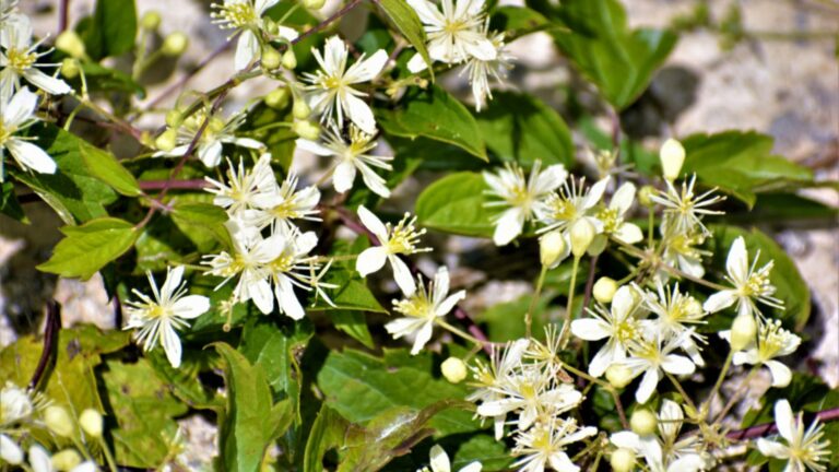 sweet autumn clematis