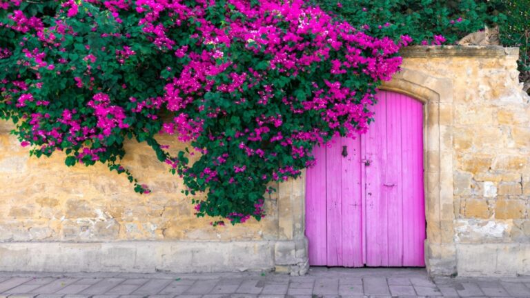 bougainvillea in bloom