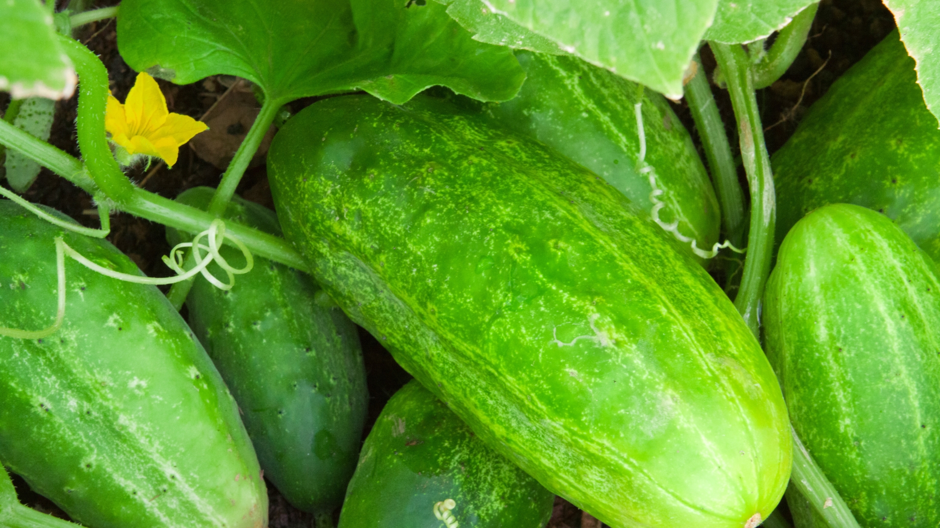 cucumber plant