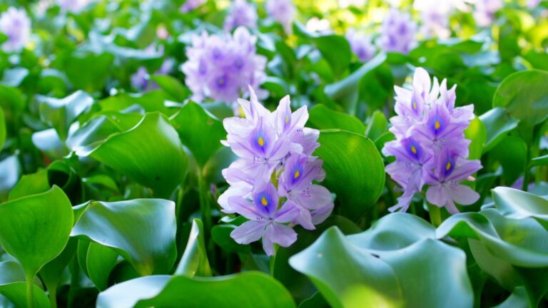 water hyacinths