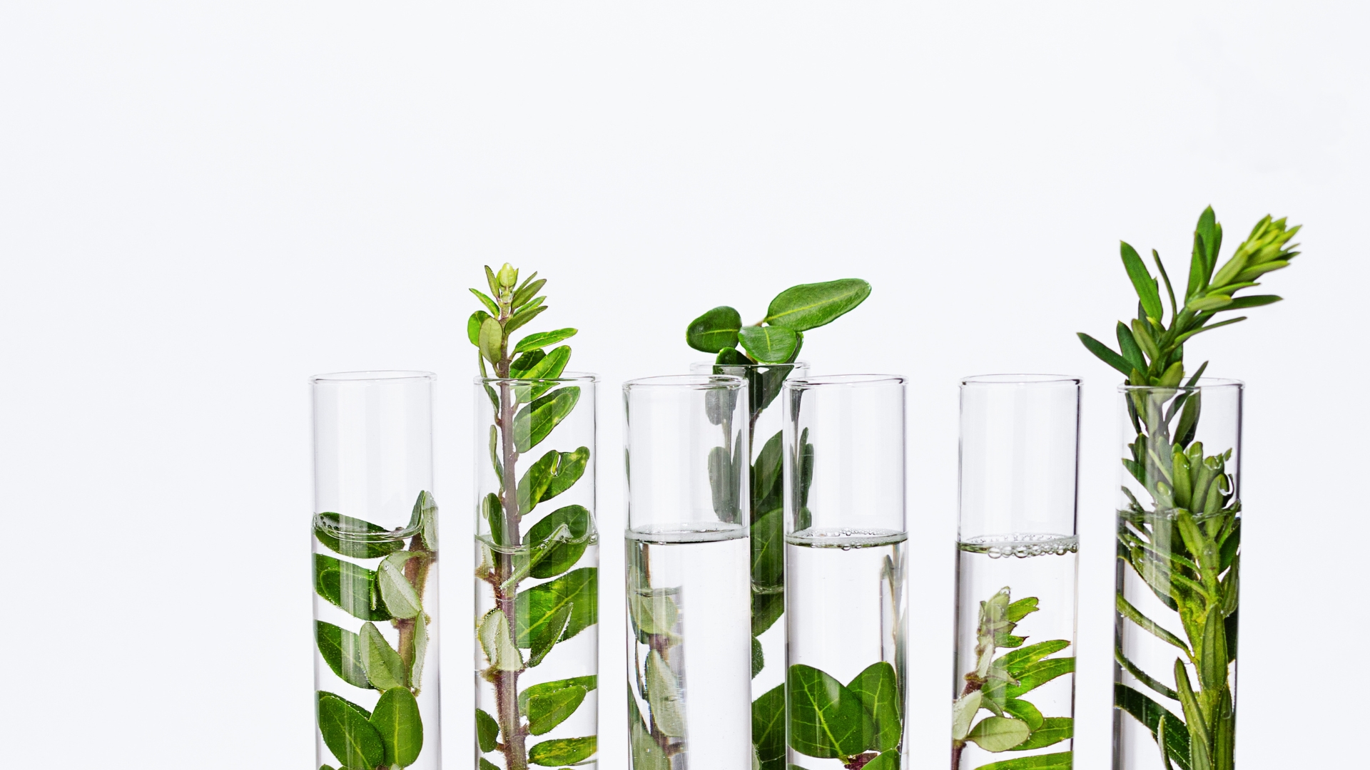 26 Plants That Don’t Even Need Soil To Thrive for Years — And Some Might Be In Your Home