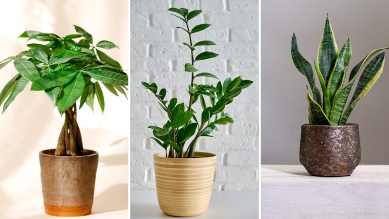 money tree, zz plant, snake plant