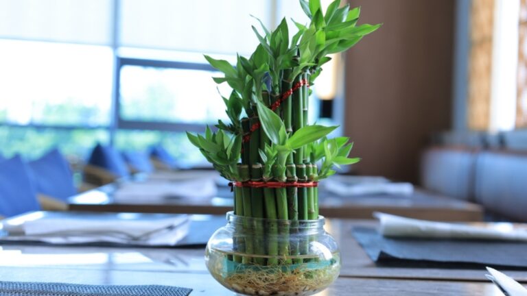 lucky bamboo on a table