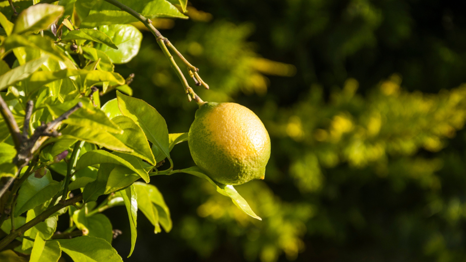 lime tree fruit