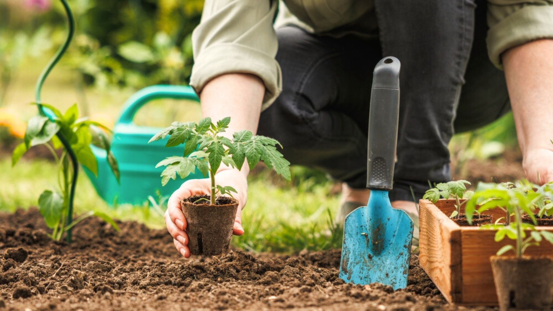 planting vegetables in spring