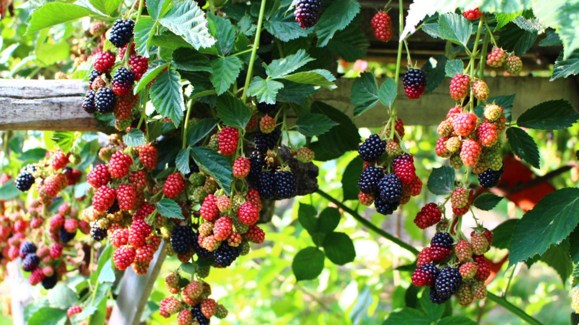 26 Ways To Prune Your Blackberry Bushes (& The Best Time To Do It)