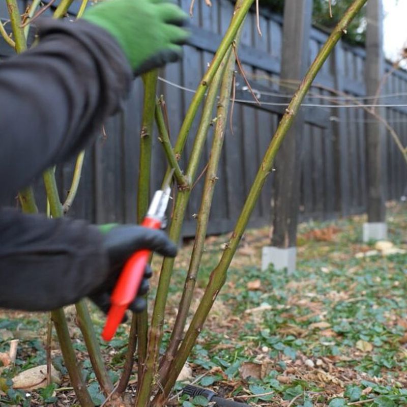 Early Spring Pruning