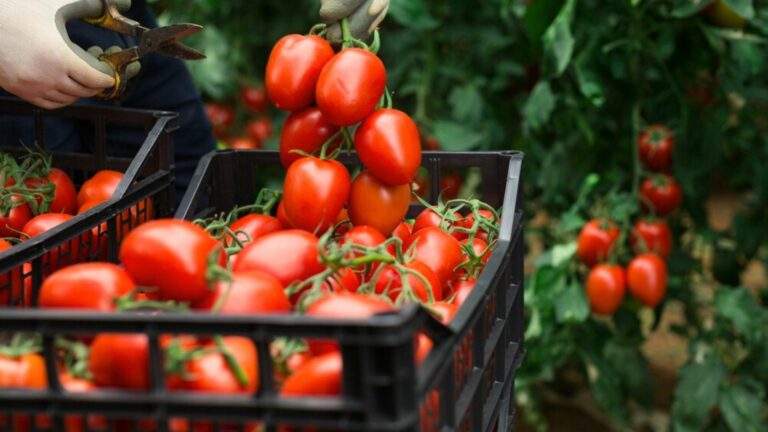 tomato harvesting