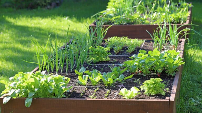 garden beds