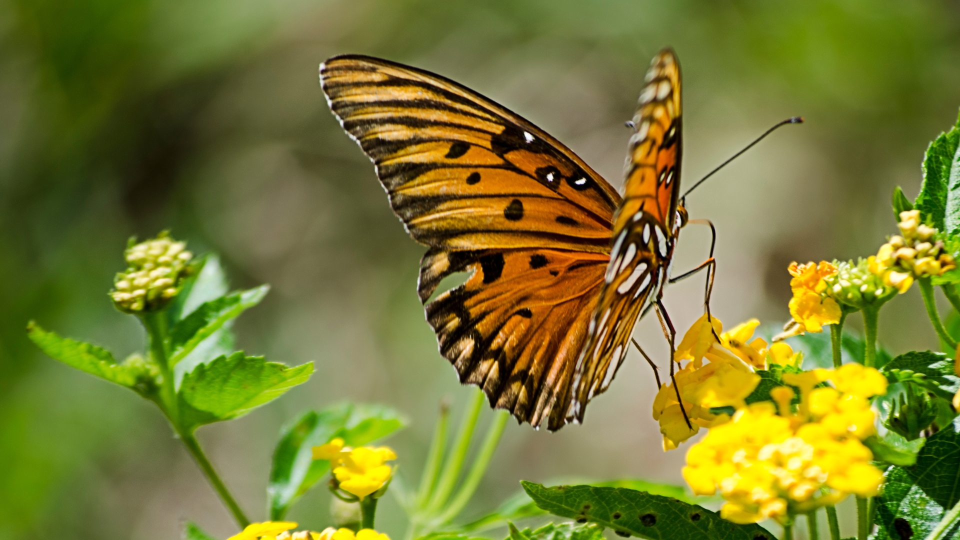 butterfly on a yellow scabiosa flower