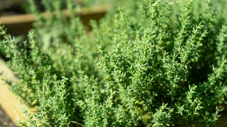 thyme plant growing