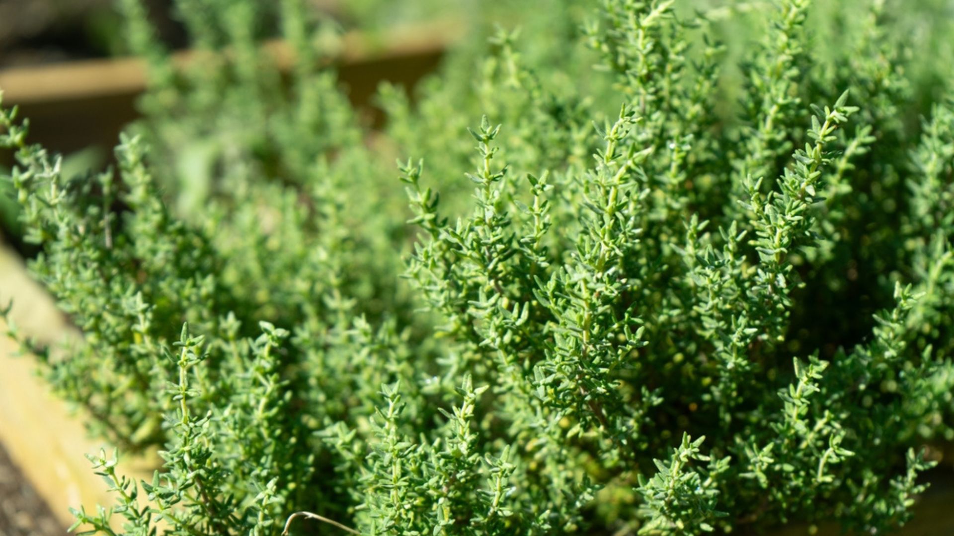 27 Gardening Mistakes That Ruin Your Thyme (And What To Do Instead)