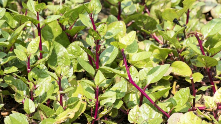 malabar spinach