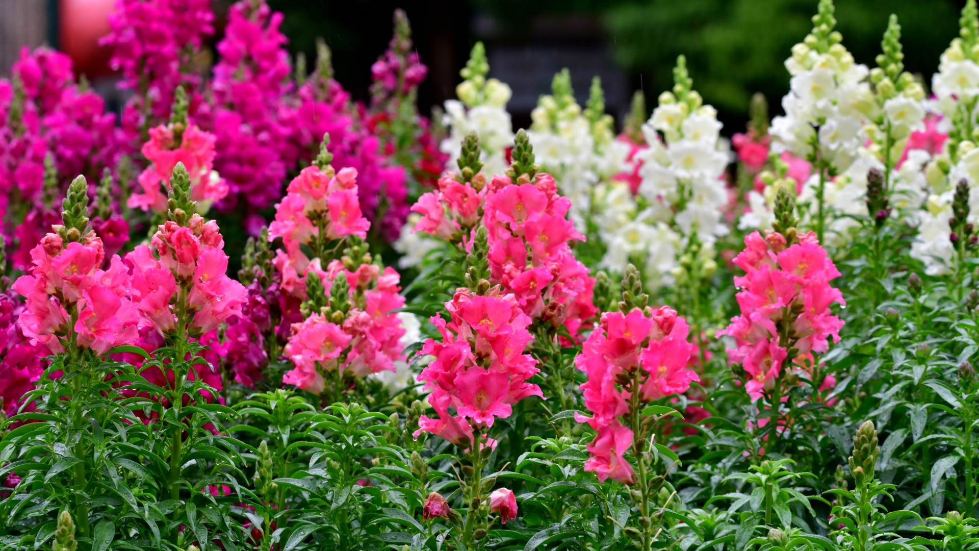 27 Mistakes People Make With Snapdragons — Here’s How To Avoid Them