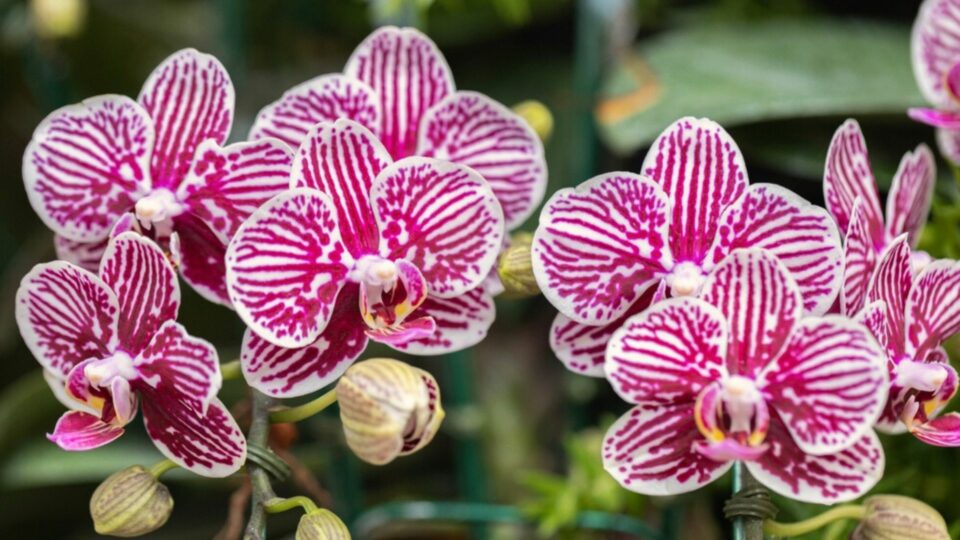 27 Orchids That Bloom Year Round And 2 That Only Bloom Seasonally