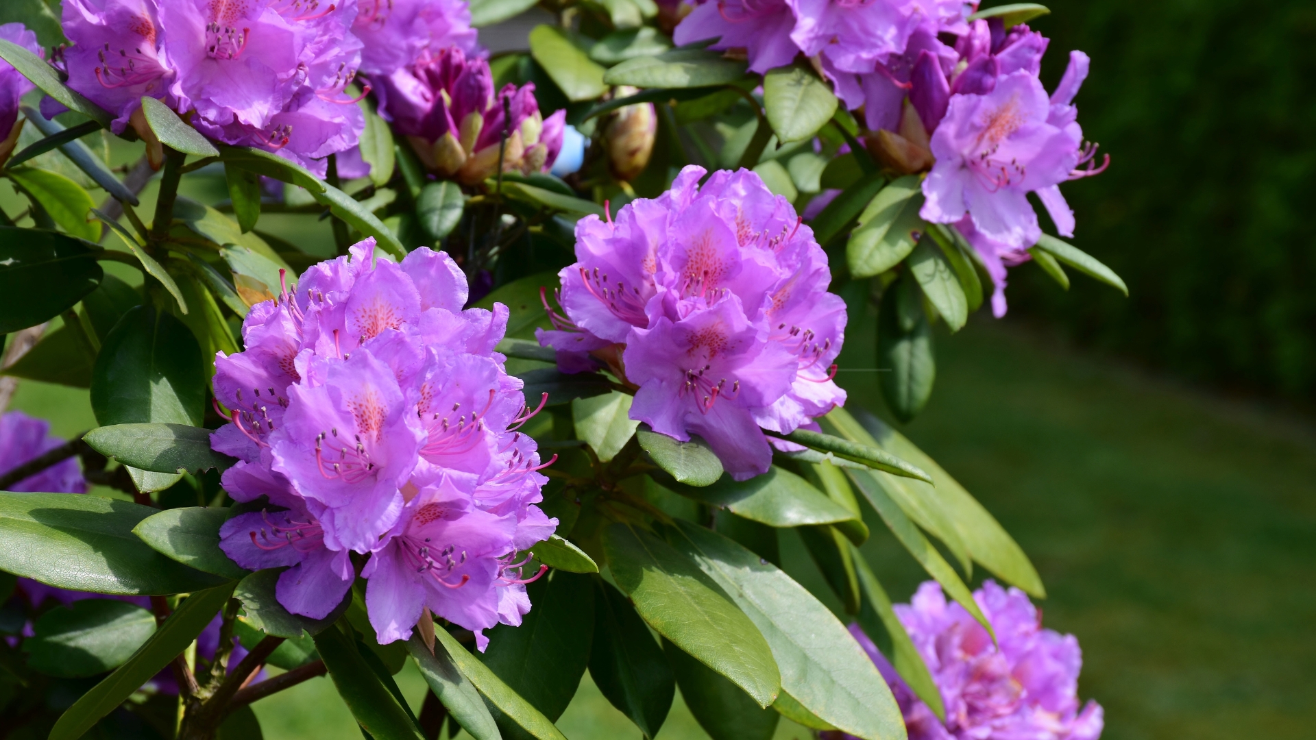 rhododendron