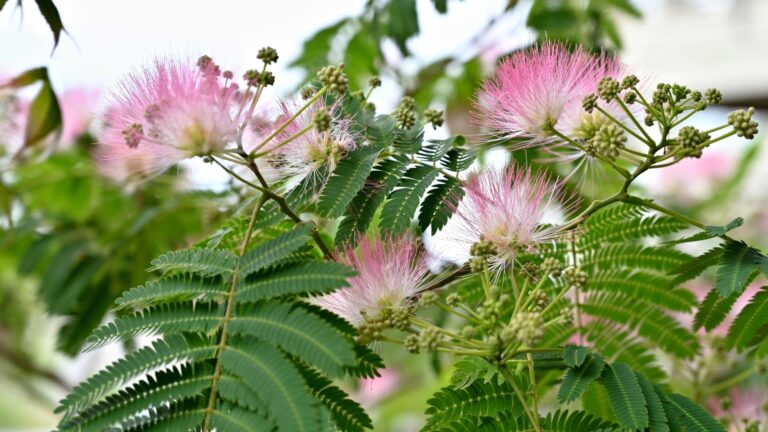 mimosa tree