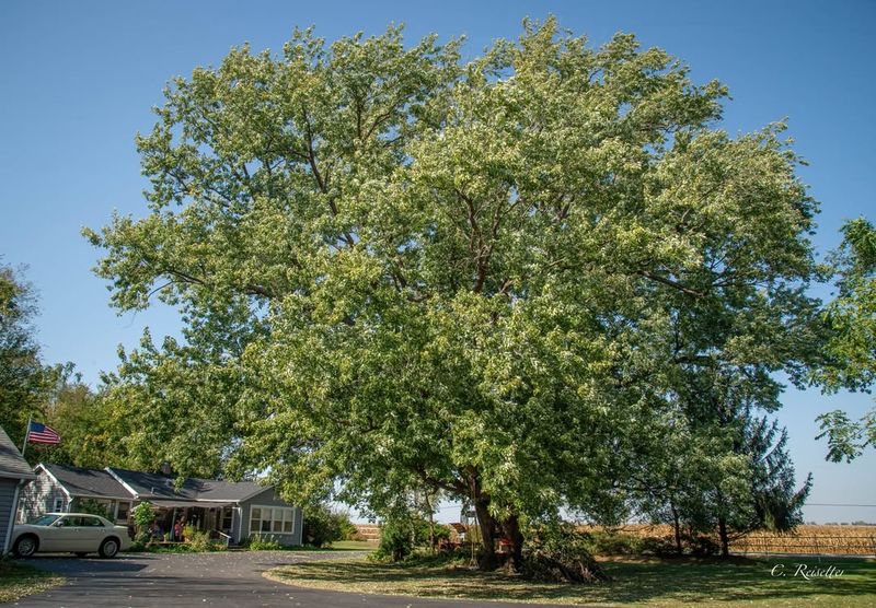 Silver Maple