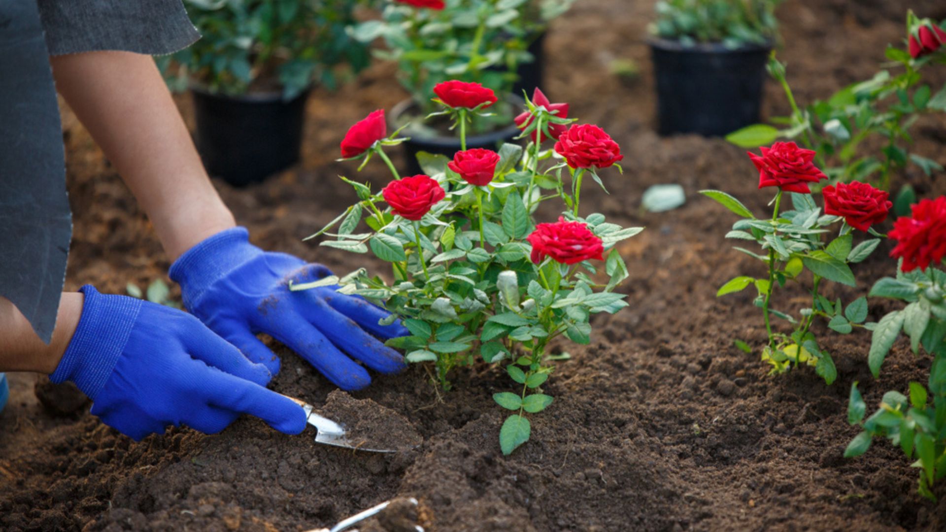 planting roses