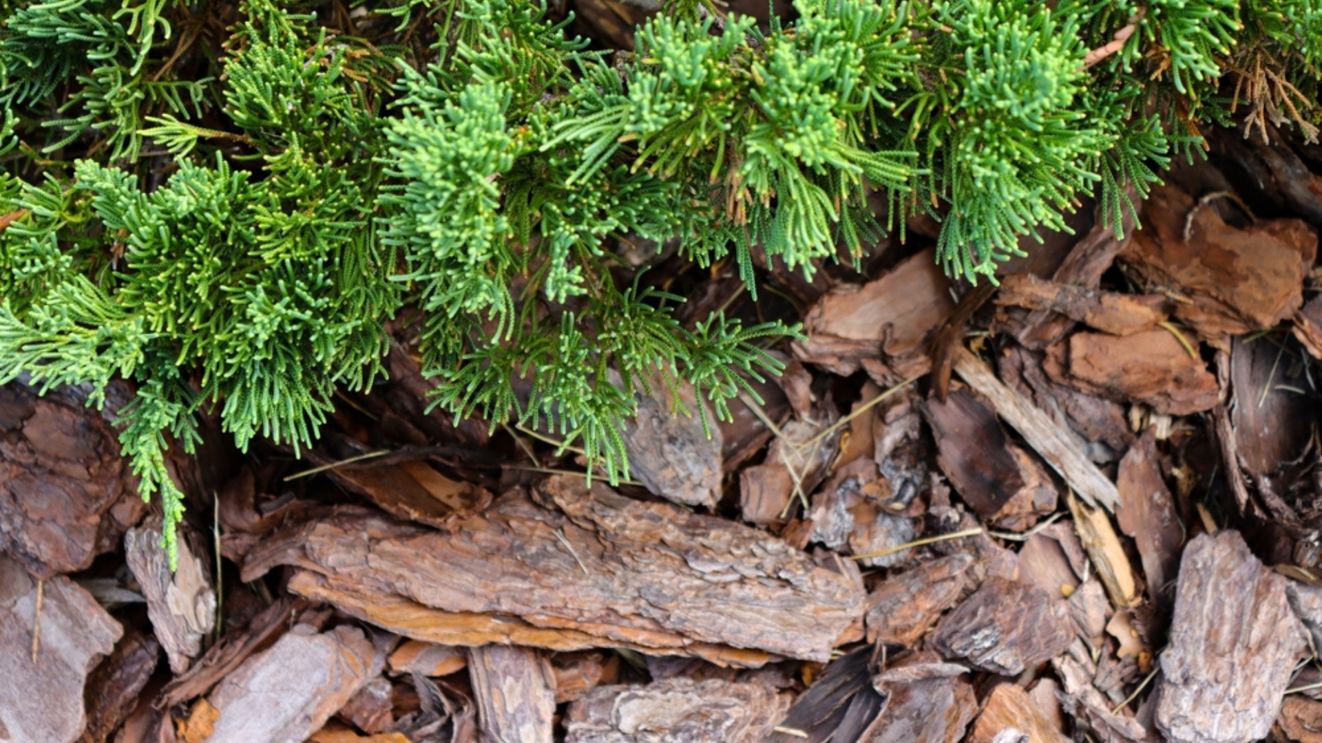 27 Worst Garden Mulches For Weed Control, According To Experts (And Alternatives To Use)