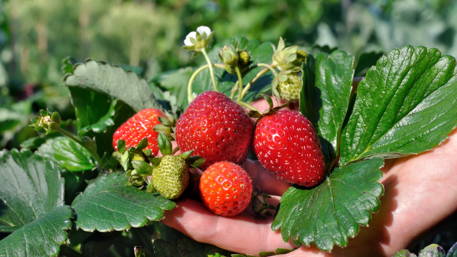 strawberry