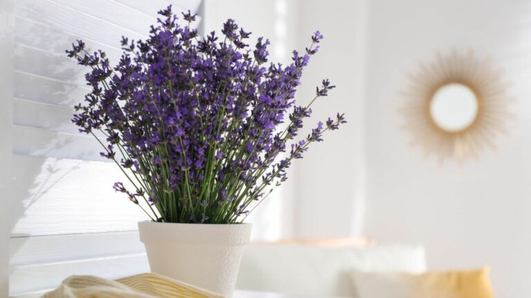 lavender in pot at home