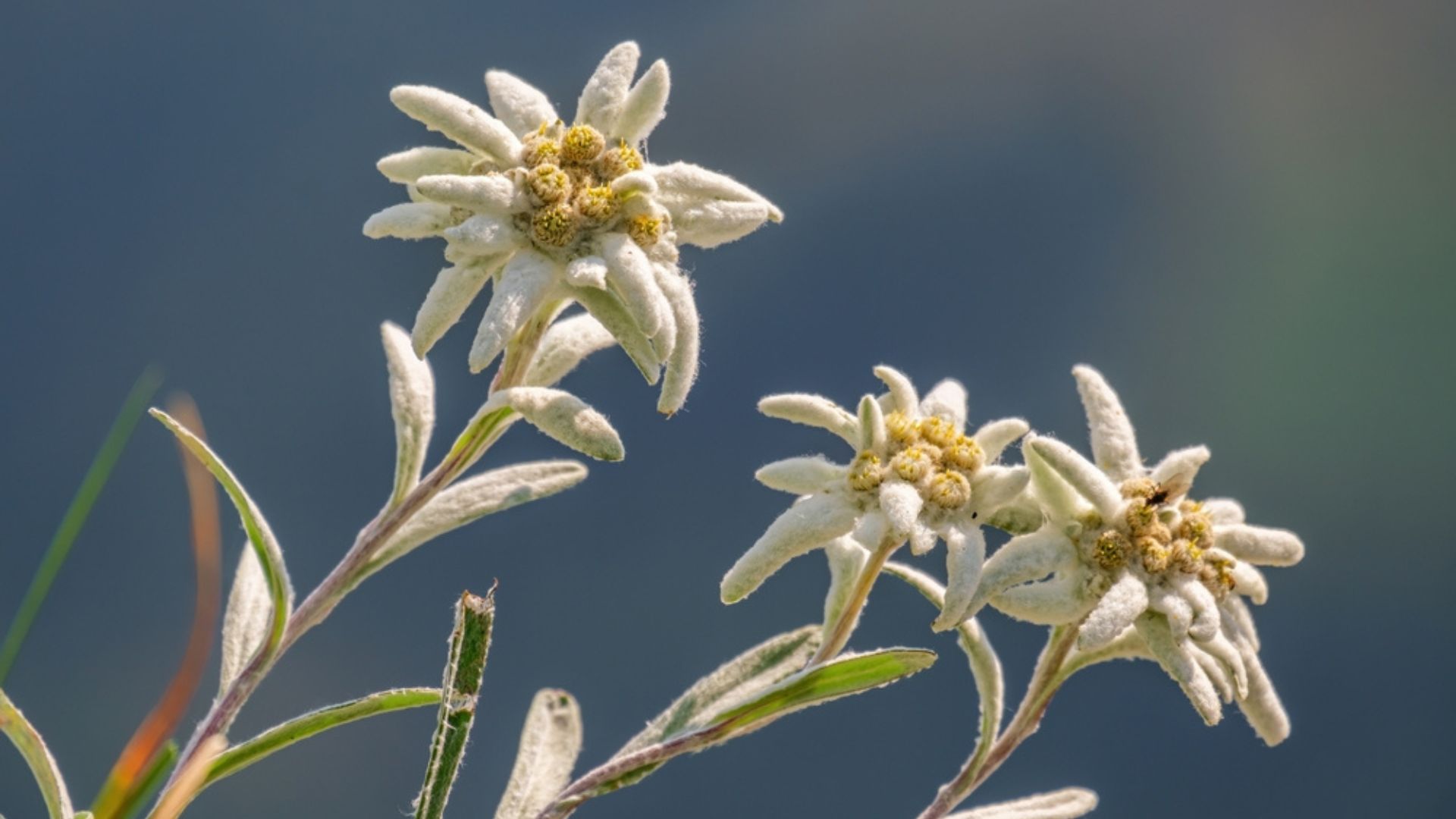 28 Incredible Flowers That Mean Strength (And A Few Beautiful Surprises)