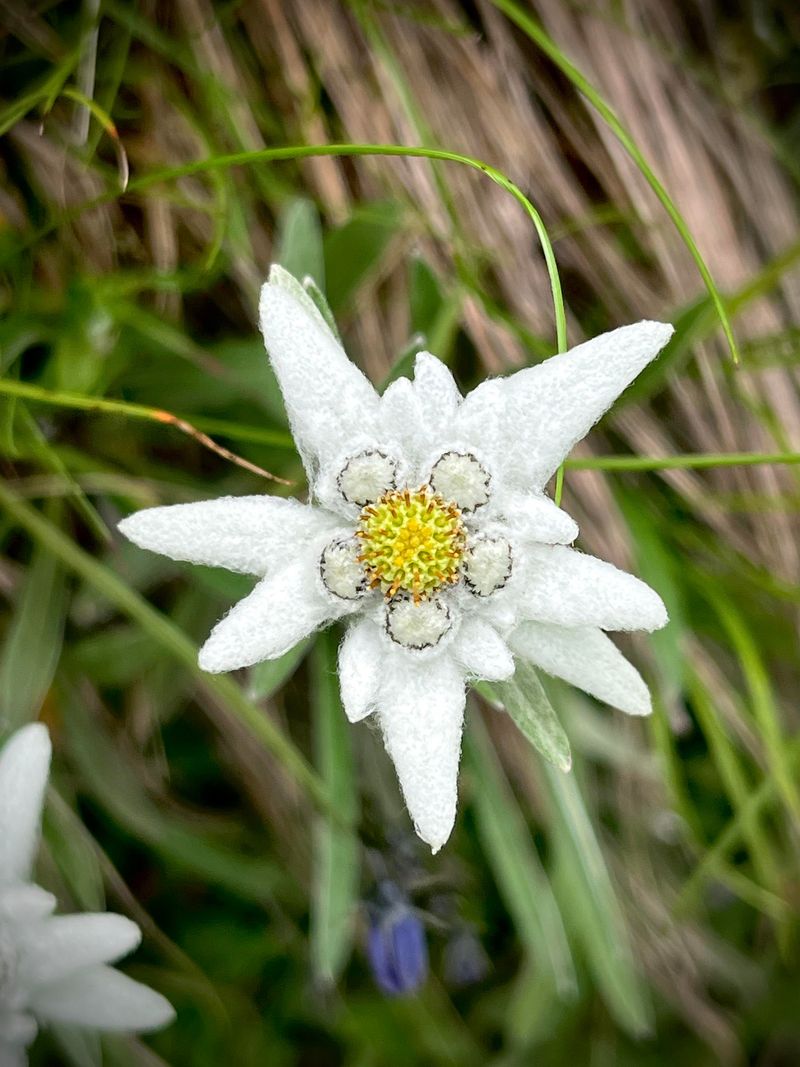 Edelweiss