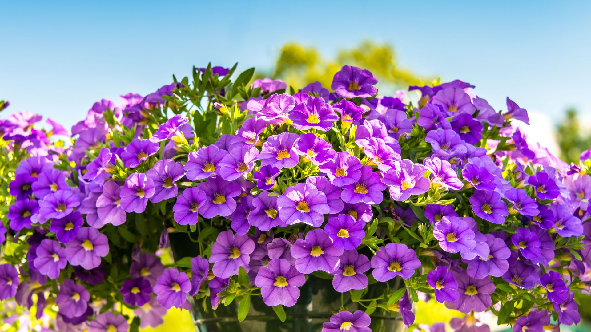 petunias in garden