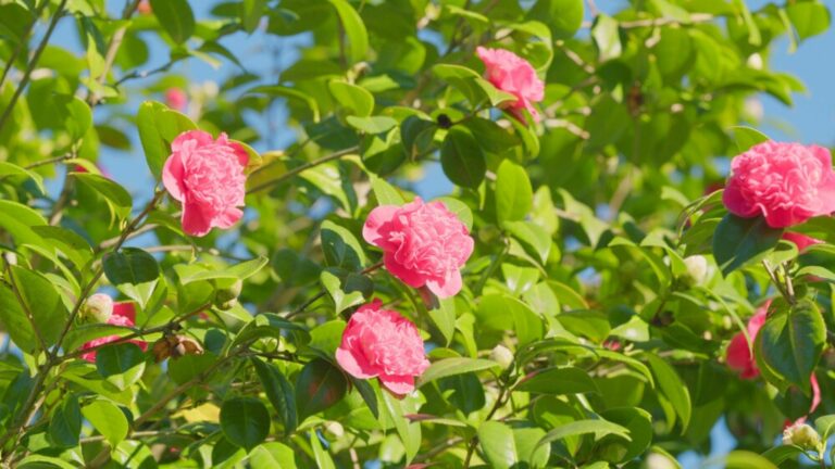 camellia plant