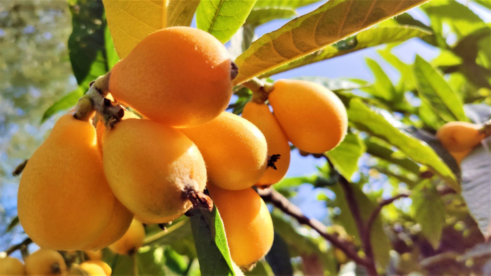 loquat fruits