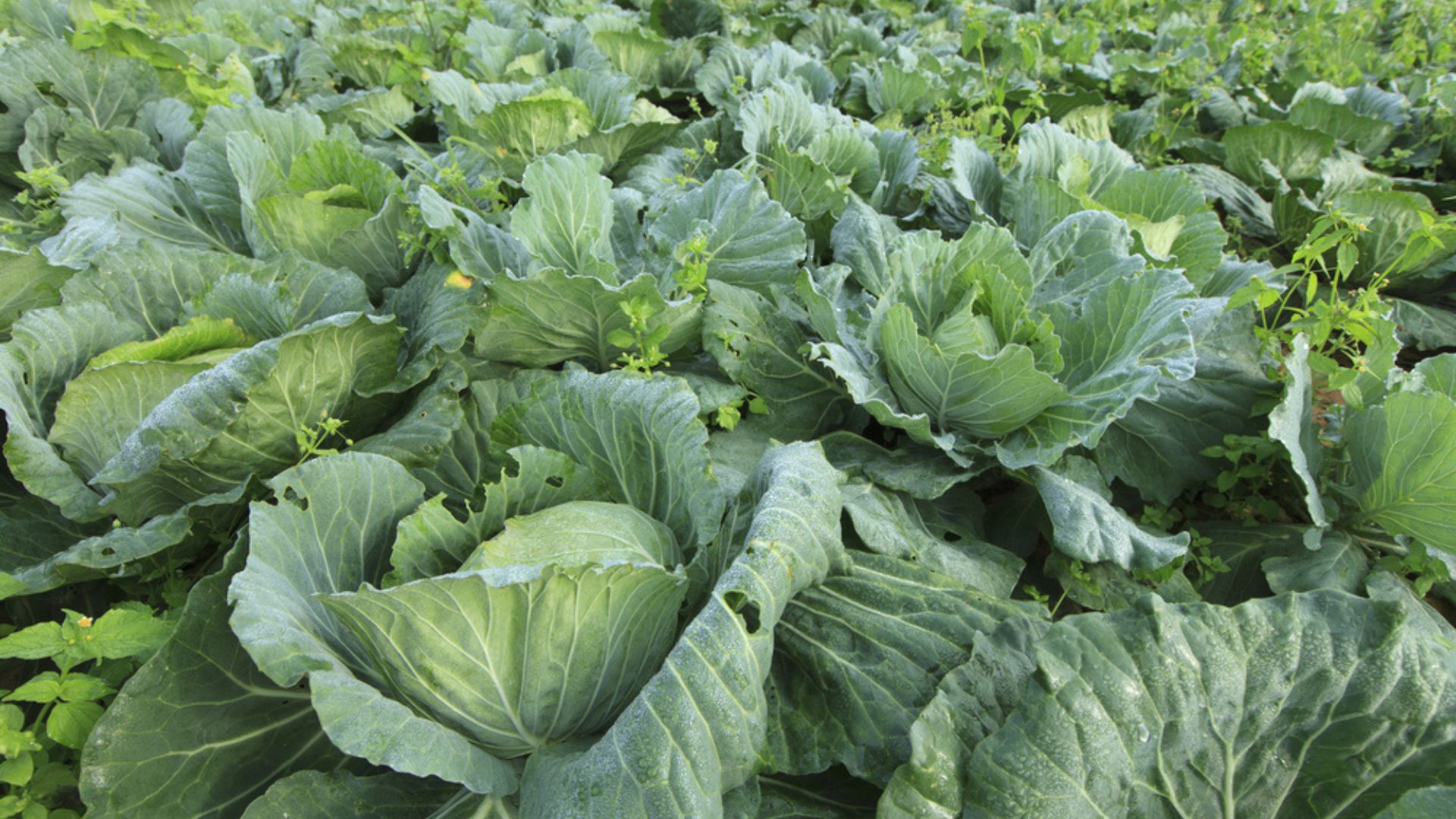 green collard plants