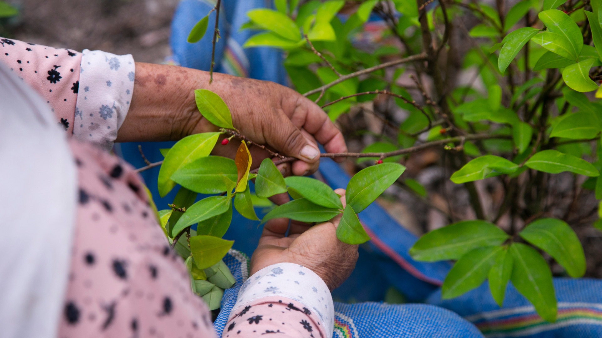 coca plant