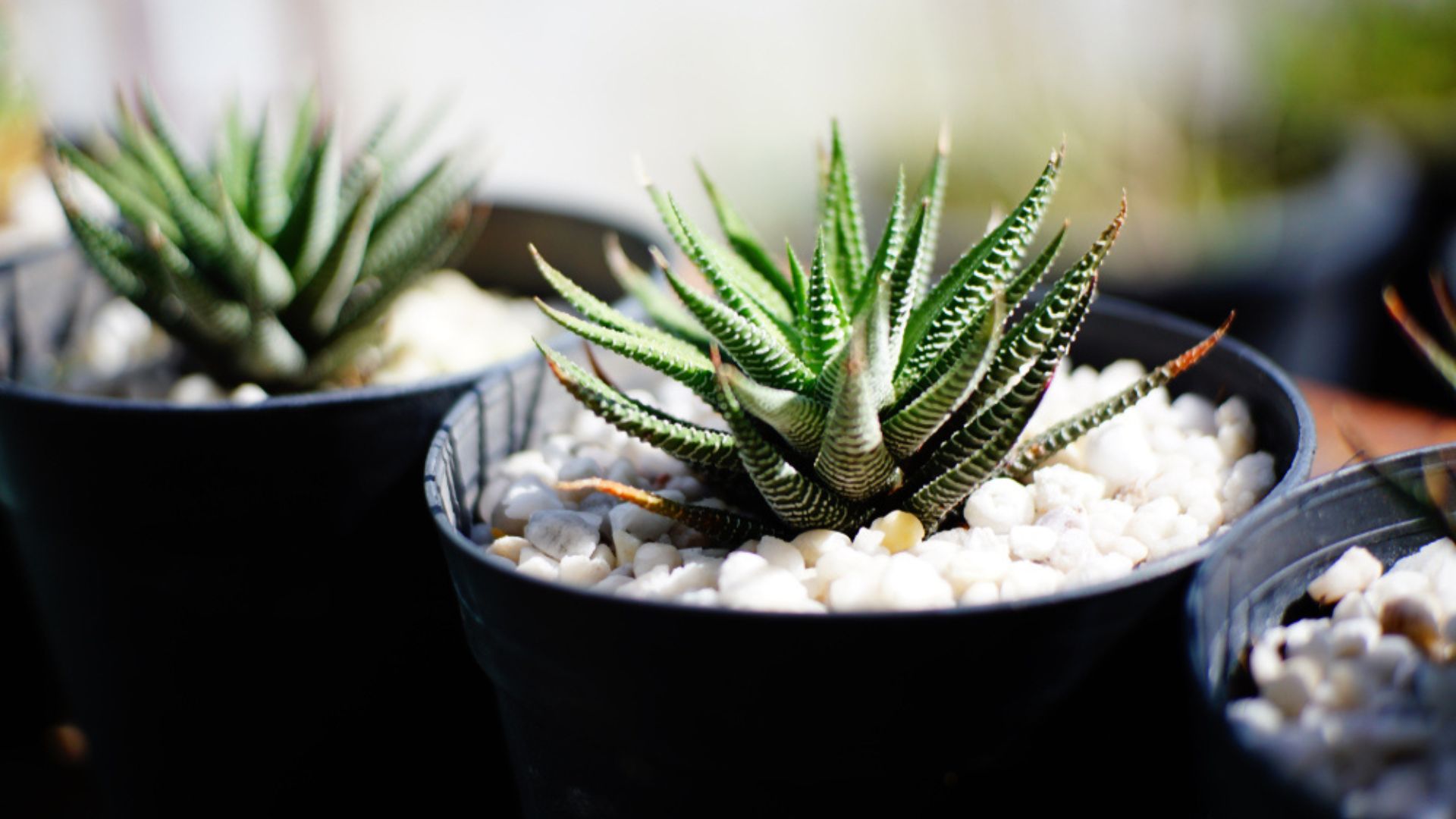 zebra plant in pot