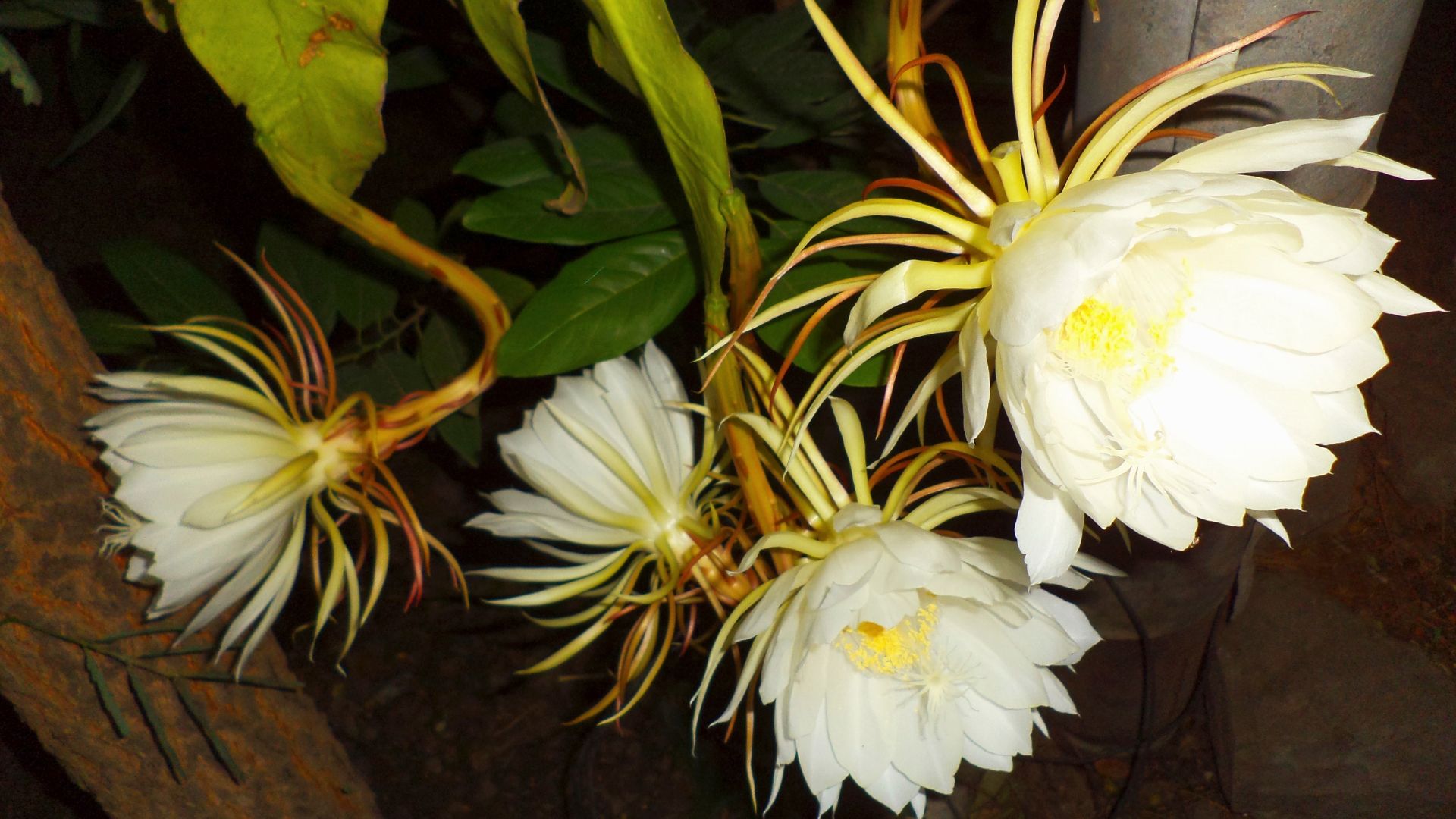 kadupul flower