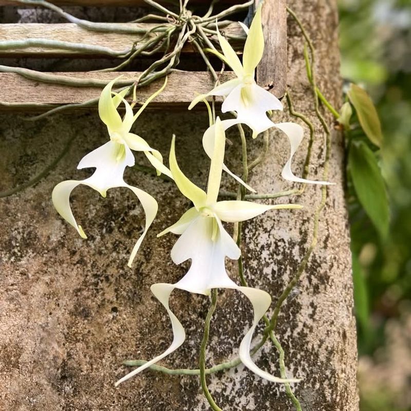 Ghost Orchid