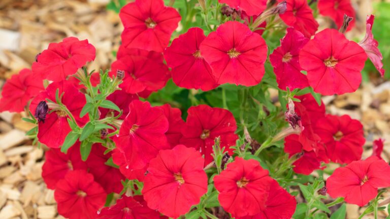 red petunia