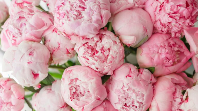 pink peonies