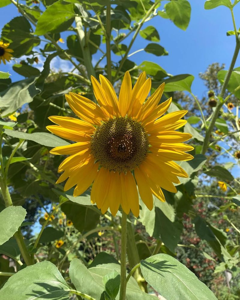 Sunflower (Helianthus annuus)