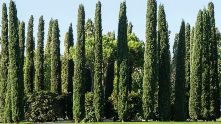 cypress trees