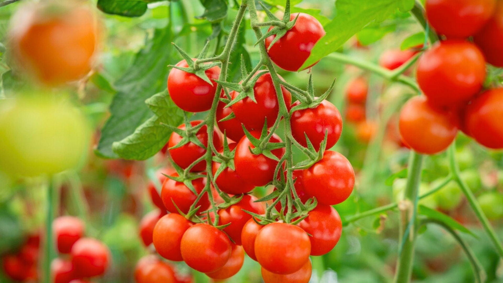 cherry tomato plant