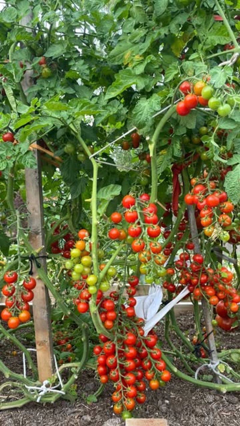 Cherry Tomatoes