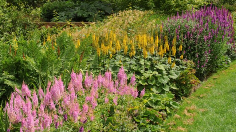 perennial border