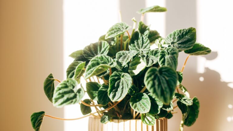peperomia plant