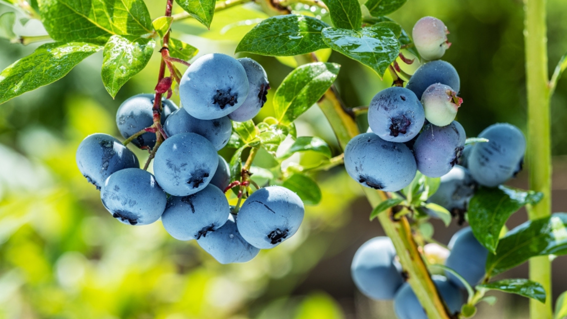 blueberries