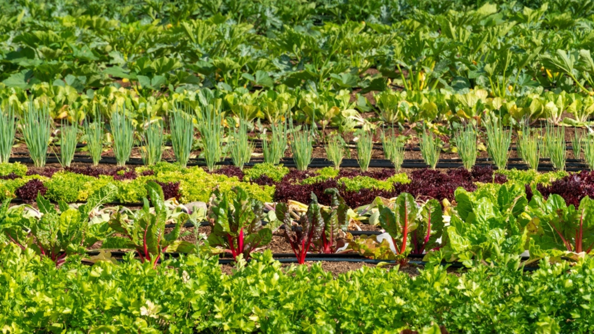 veggie plantation