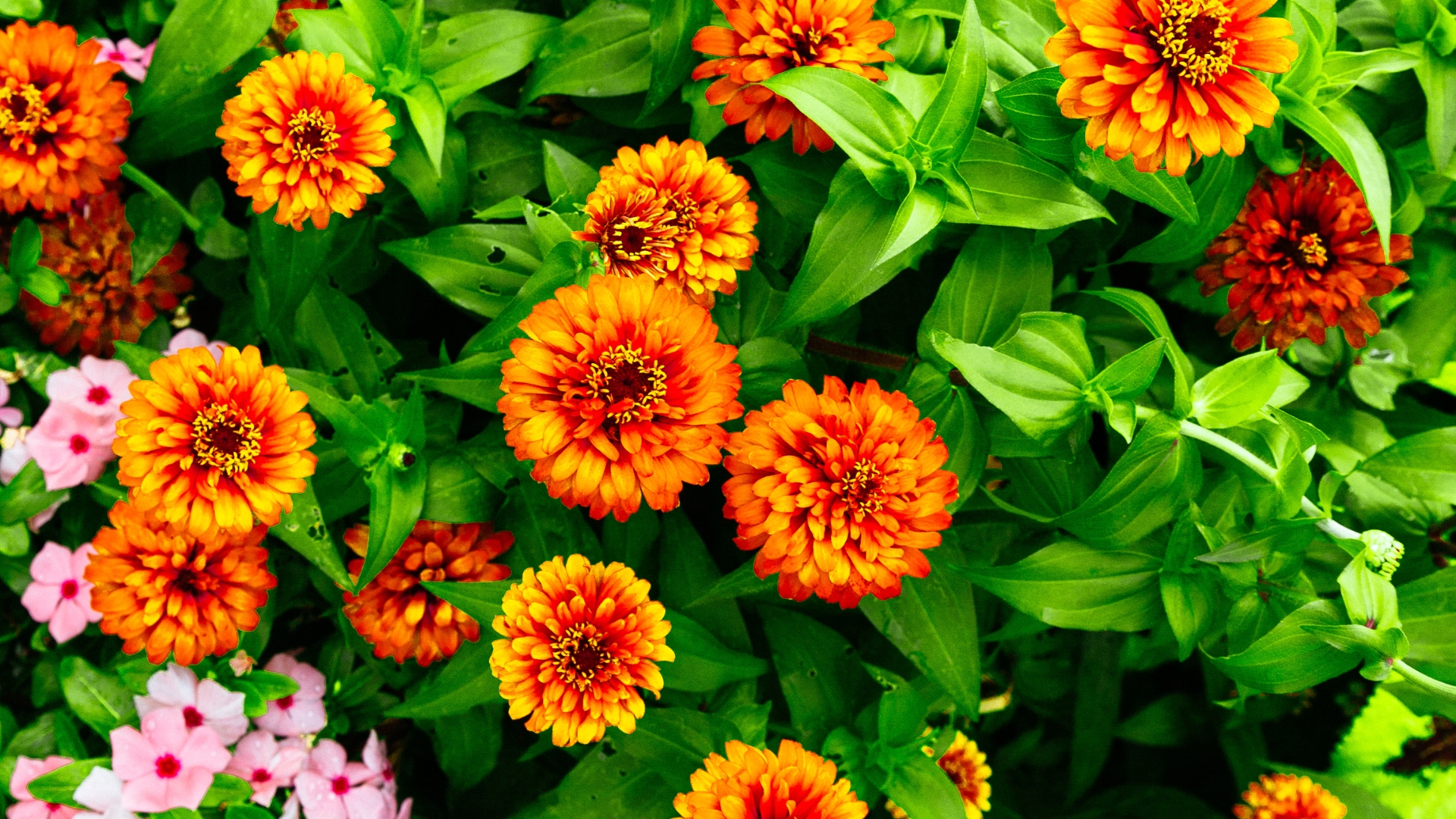 zinnias in bloom