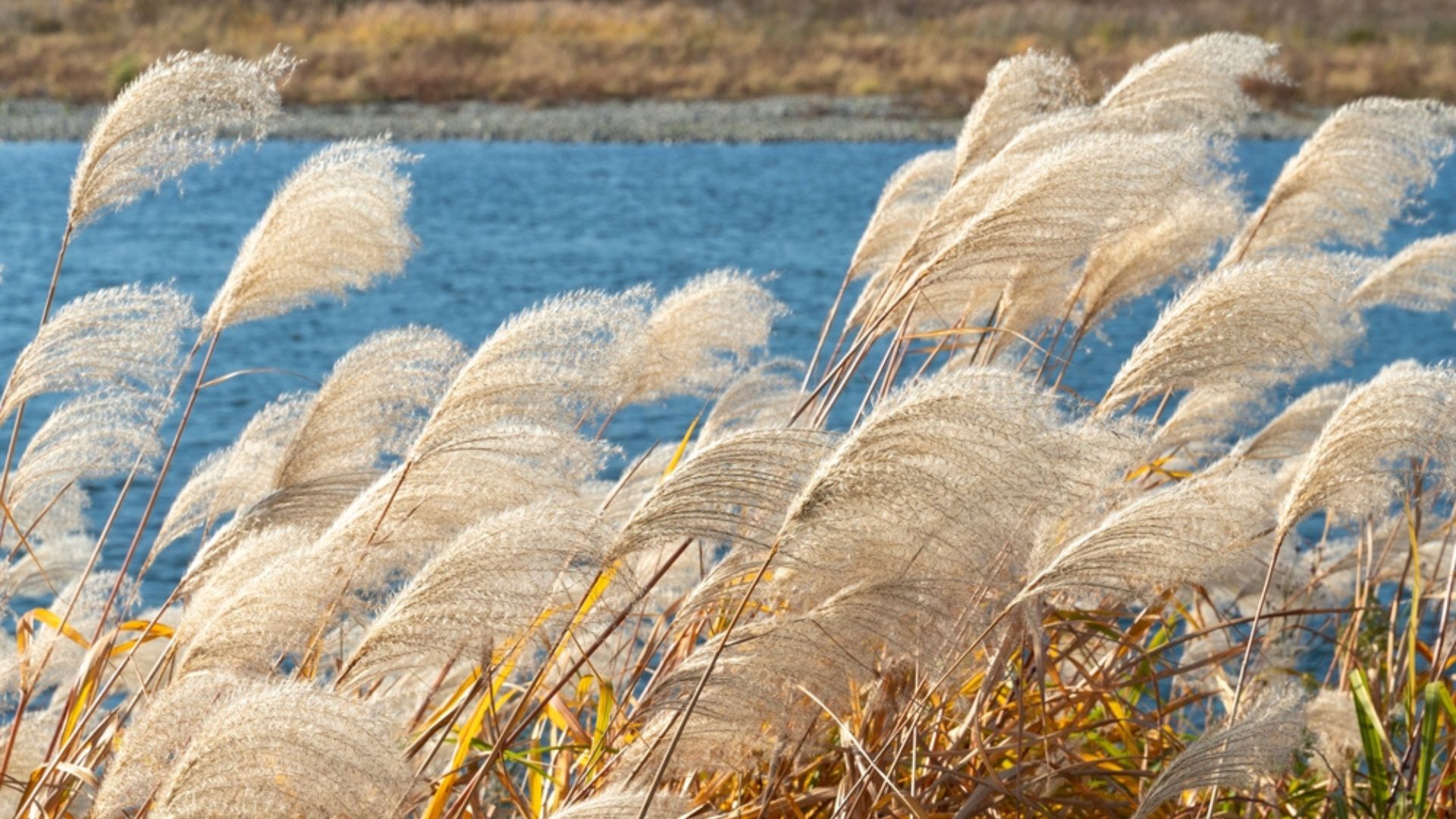 29 Overrated Plants You’re Wasting Money On (And What To Grow Instead)