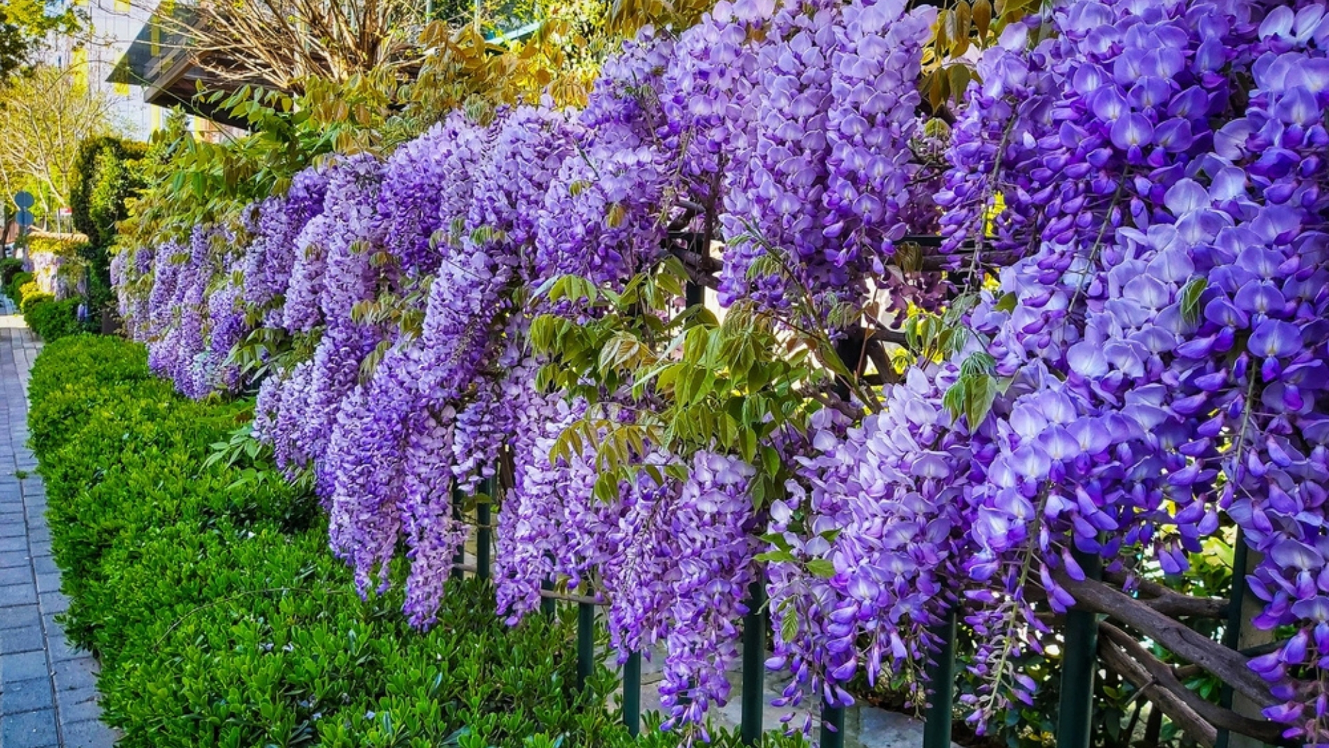 29 Plants You Should Absolutely Never Grow Too Close To Your House