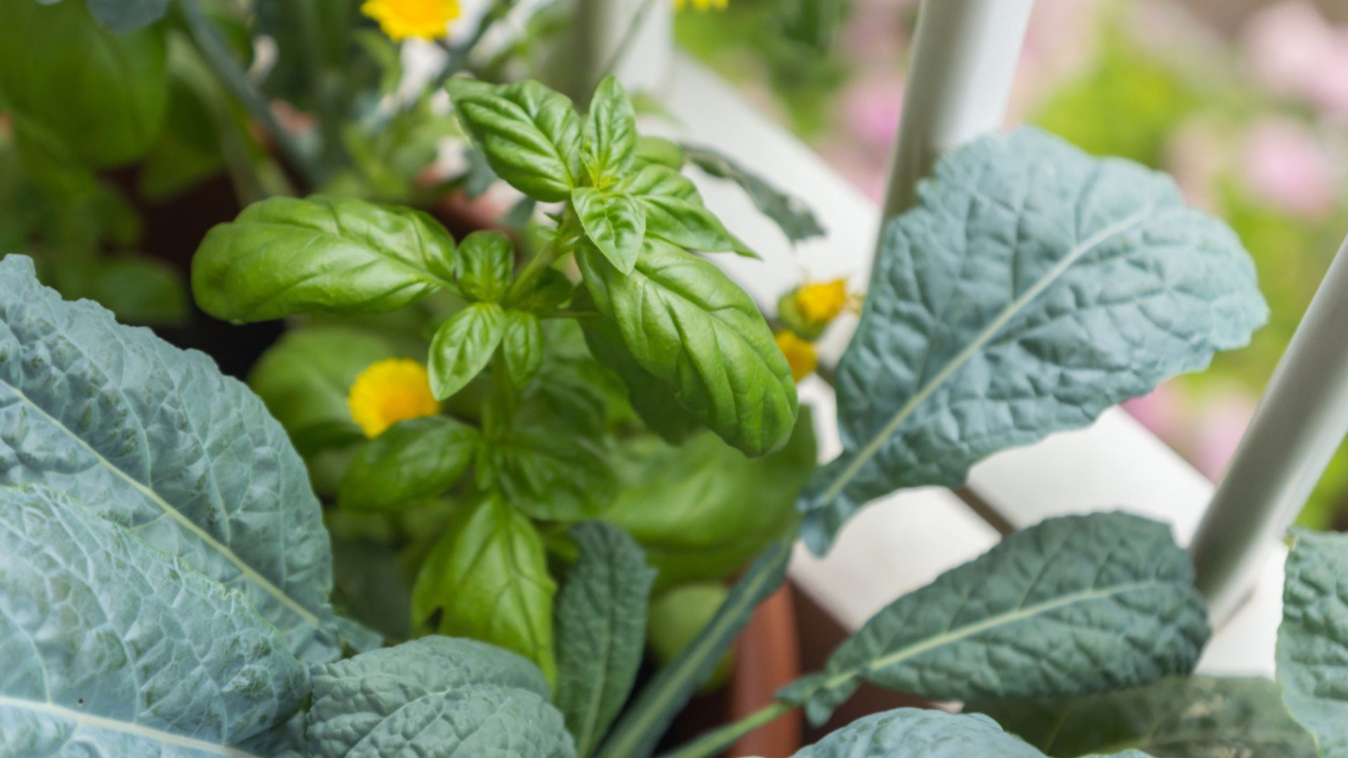 29 Plants You Should Always Grow Next To Kale According To Pro Gardeners (Plus 3 To Avoid)